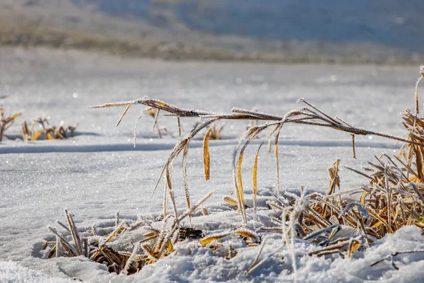 Plantas secas congeladas en la orilla del río contra la nieve espumosa en el soleado día de invierno. Paisaje natural en invierno —  Fotos de Stock