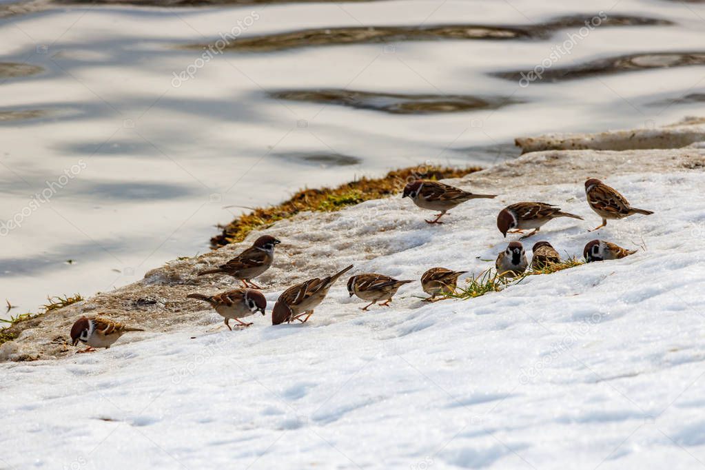 Flock of sparrows looking for food in the snow on the riverside in sunny winter day