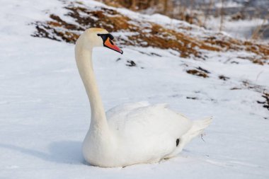 Beyaz kuğu kış günü güneş ışığında nehir kenarında karların üzerinde yatar.