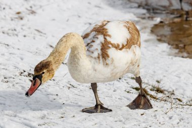 Genç beyaz kuğu güneşli kış gününde karlı nehir kıyısında yürüyor.
