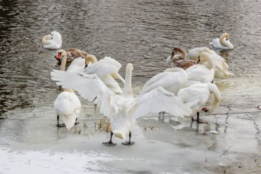 Buzlu sahilde kanat çırpan beyaz kuğular. Kışın karlı nehir kıyısında beyaz kuğu sürüsü.