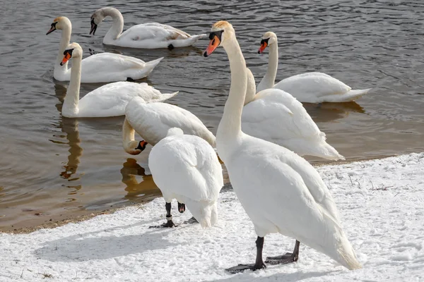 Gruppo di cigni bianchi sul lungofiume innevato nella soleggiata giornata invernale — Foto Stock