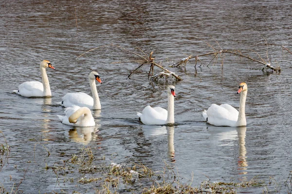 Weiße Schwäne schwimmen an sonnigen Wintertagen nacheinander auf der Flussoberfläche — Stockfoto