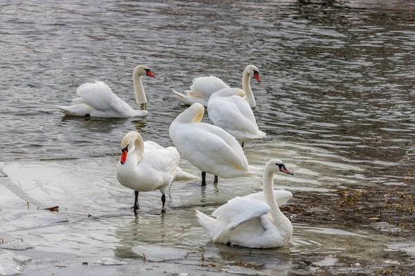 Cisnes blancos en el río de invierno. Invierno naturaleza paisaje —  Fotos de Stock