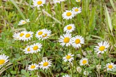 Bahçedeki yeşil çimlere karşı beyaz papatyalar