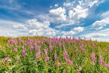 Tepede çiçek açan gül bahçesi söğüt ağacı, güneşli yaz günlerinde açık mavi bulutlarla kaplı gökyüzüne karşı.