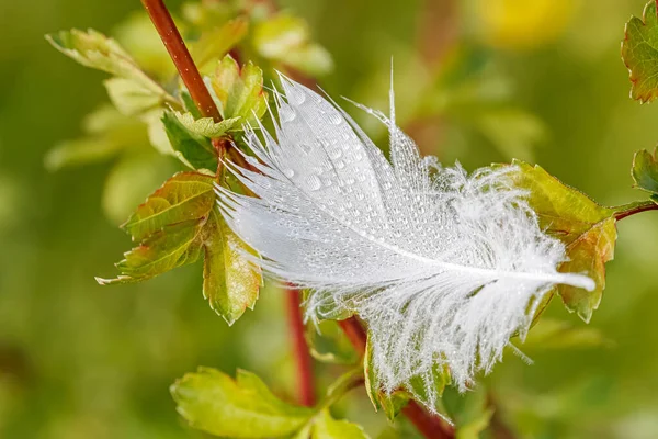 晴れた夏の朝に植物の緑の葉に近い降下を持つ白い鳥の羽 — ストック写真