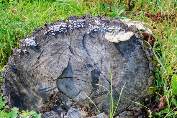 Alter Großer Baumstumpf Mit Pilzen Gegen Grünes Gras Sonnenlicht — Stockfoto