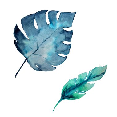 Suluboya monstera beyaz bir arka plan üzerinde izole. Elle çizilmiş illüstrasyon.