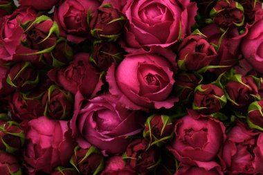 Arkaplan dokuları kartpostallar. Kırmızı güller fotokopi alanıyla kapanır