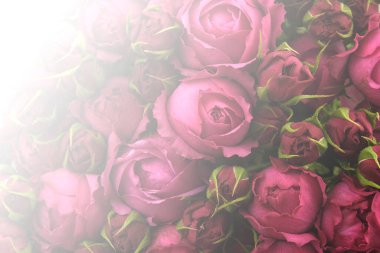 Arkaplan dokuları kartpostallar. Kırmızı güller fotokopi alanıyla kapanır