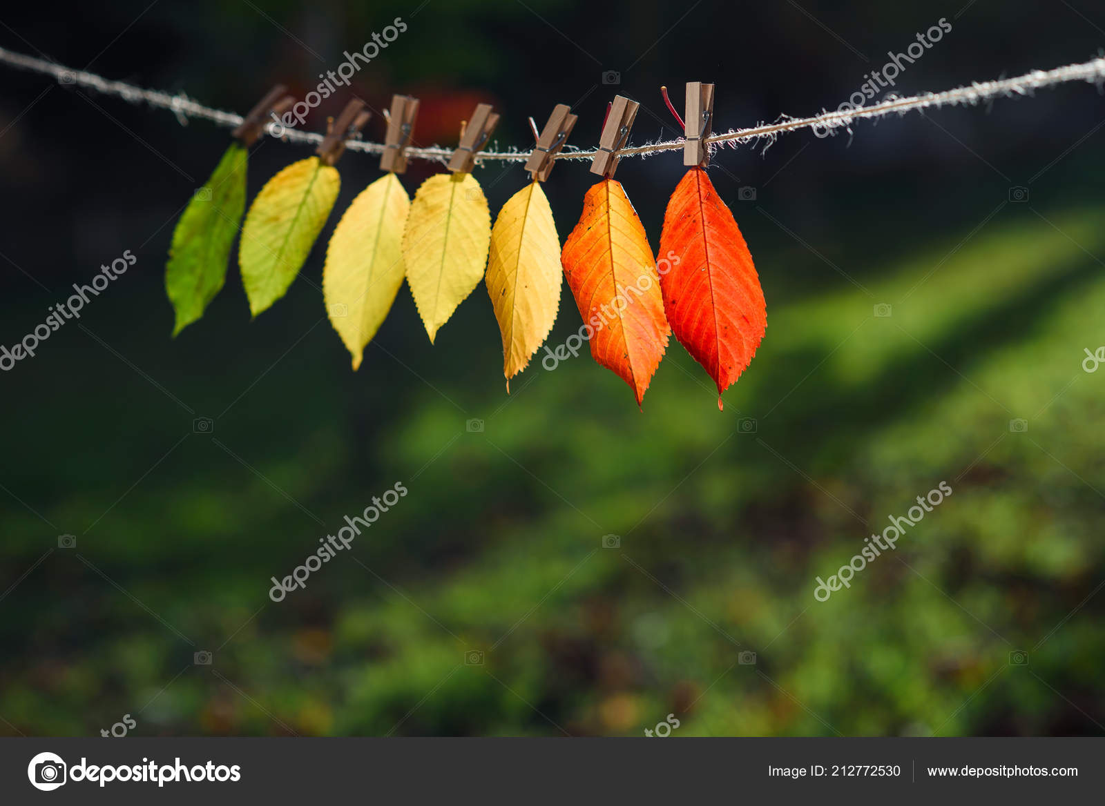 Autumn Leaves Transition Green Red Wooden Clothespins Lace Concept Autumn Leaves Transition Green Red Wooden Clothespins Lace Concept Changing Stock Photo