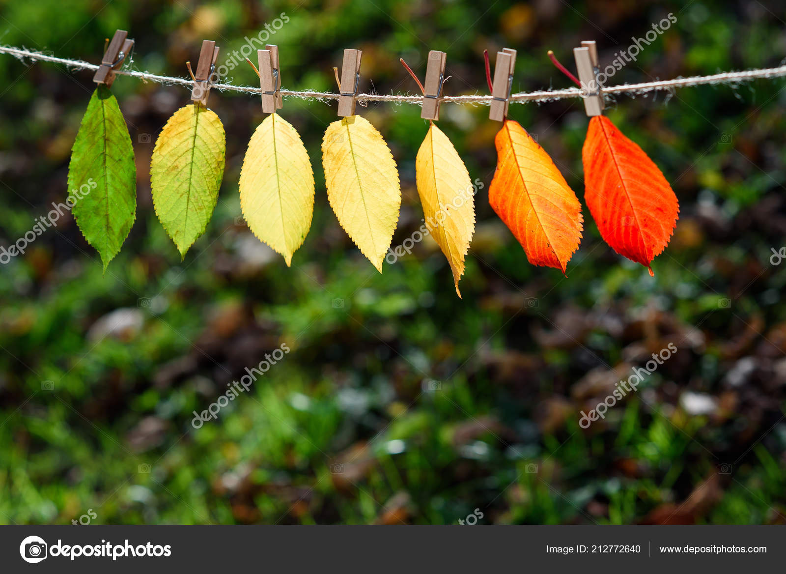Autumn Leaves Transition Green Red Wooden Clothespins Lace Concept Autumn Leaves Transition Green Red Wooden Clothespins Lace Concept Changing Stock Photo