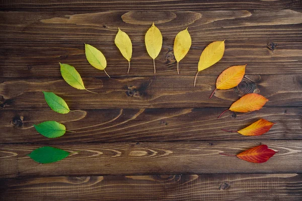 Herbstblätter Die Halbkreis Ausgelegt Sind Wechseln Von Grün Nach Rot — Stockfoto