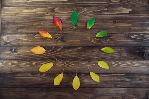 Autumn leaves set in a circle passes from green to red on a wooden background. The concept of changing the season.