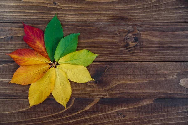 Otoño Deja Transición Del Verde Rojo Sobre Fondo Madera Concepto — Foto de Stock