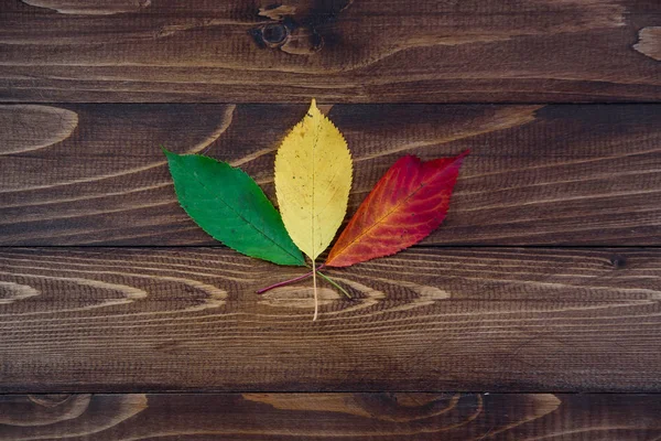 Três Folhas Outono Verde Amarelo Vermelho Fundo Madeira Conceito Mudança — Fotografia de Stock