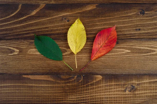 Tres Hojas Otoño Verde Amarillo Rojo Sobre Fondo Madera Concepto — Foto de Stock