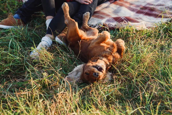 A funny young dog is lying on the grass and playing with his masters. Cocker spaniel raise his paws up. — Stock Photo, Image