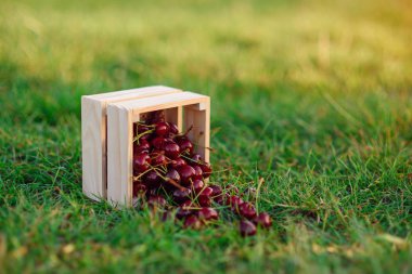 Wooden box with fresh ripe cherry on green grass at sunset. Summer fresh fruits.