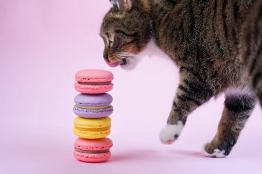 Komik yerli kedi pembe arka plan üzerinde lezzetli fransız makarna kek koklar.
