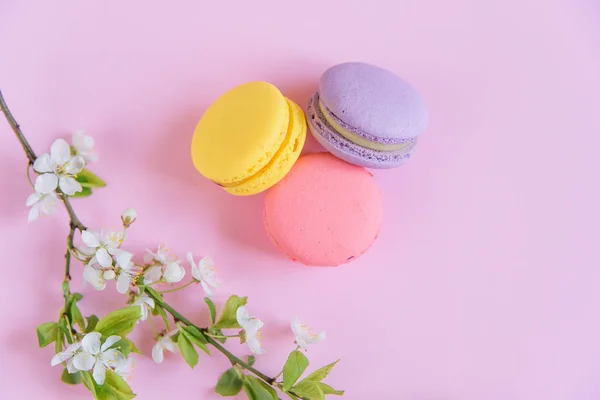 Delicious violet and yellow macarons and blooming branch on pink background. — Stock Photo, Image