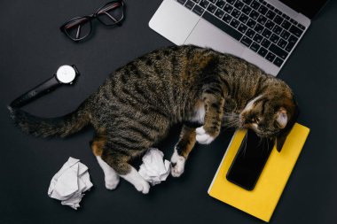Komik kedi ofis masasında yalan ve buruşuk kağıt topları ile oynuyor.
