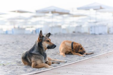 İki dost canlısı köpek mavi denizin yakınındaki kumlu tropikal sahilde dinleniyor..