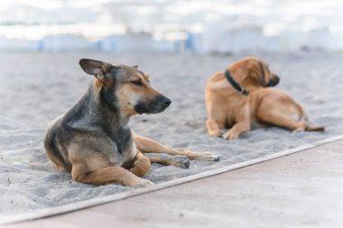 İki dost canlısı köpek mavi denizin yakınındaki kumlu tropikal sahilde dinleniyor..