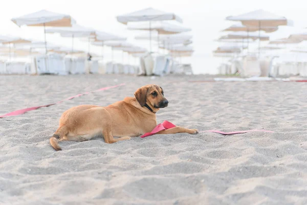 Perro relajante en la playa tropical de arena cerca del azul —  Fotos de Stock