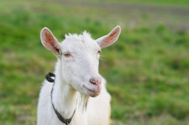 Yeşil çimlerde otlayan neşeli keçi. Komik bir keçinin yakın portresi. Çiftlik hayvanı. Keçi kameraya bakıyor..