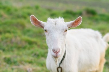 Yeşil çimlerde otlayan eğlenceli keçi. Komik bir keçinin yakın portresi. Çiftlik hayvanı. Beyaz bir keçi büyük bir ilgiyle kameraya bakıyor..
