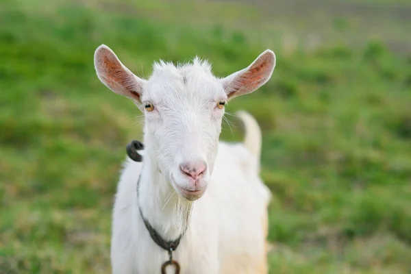 Zabawna, radosna koza pasąca się na zielonym trawniku. Zamknij portret śmiesznej kozy. Zwierząt gospodarskich. Koza patrzy w kamerę.. — Zdjęcie stockowe