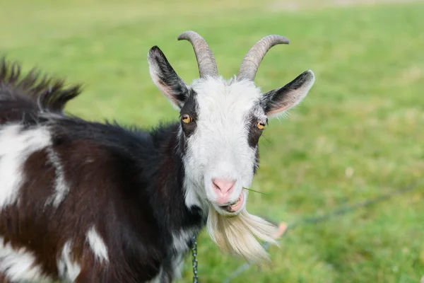Gracioso cabra alegre pastando en un césped verde cubierto de hierba. Primer retrato de una cabra graciosa. Animal de granja. La cabra está mirando a la cámara. —  Fotos de Stock