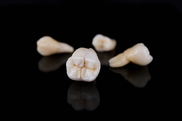 Conjunto de modelo de coroas dentárias feitas de cerâmica para estudar a morfologia e anatomia dos dentes humanos . — Fotografia de Stock