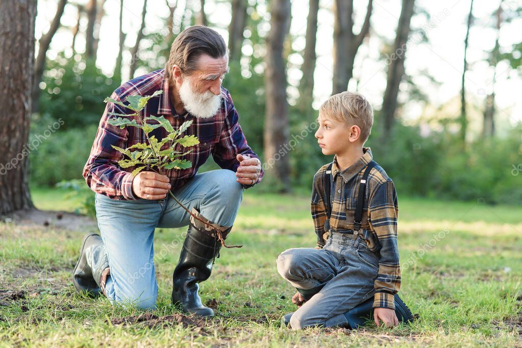 Lovely grandpa teaches his grandson to plant oak sapling into the ground among other trees in the forest.