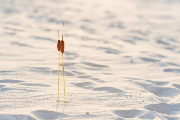 Due piante di giunco con due teste nella sabbia al tramonto. Concetto di solidarietà. — Foto Stock