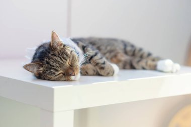 Güzel çizgili evcil kedi, rahat evdeki beyaz çocukların masasında uyuyor. Güzel hayvanlar konsepti.