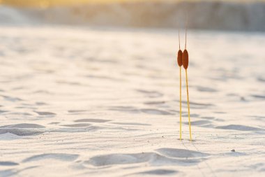 Gün batımında kumda iki başlı iki boğa bitkisi. Birliktelik kavramı.