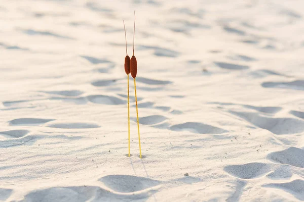 Due piante di giunco con due teste nella sabbia al tramonto. Concetto di solidarietà. — Foto Stock