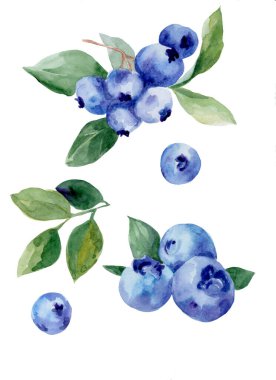 Beyaz arka planda böğürtlen suluboya çizimi. Sağlıklı beslenme. Vejetaryen yemeği.. 