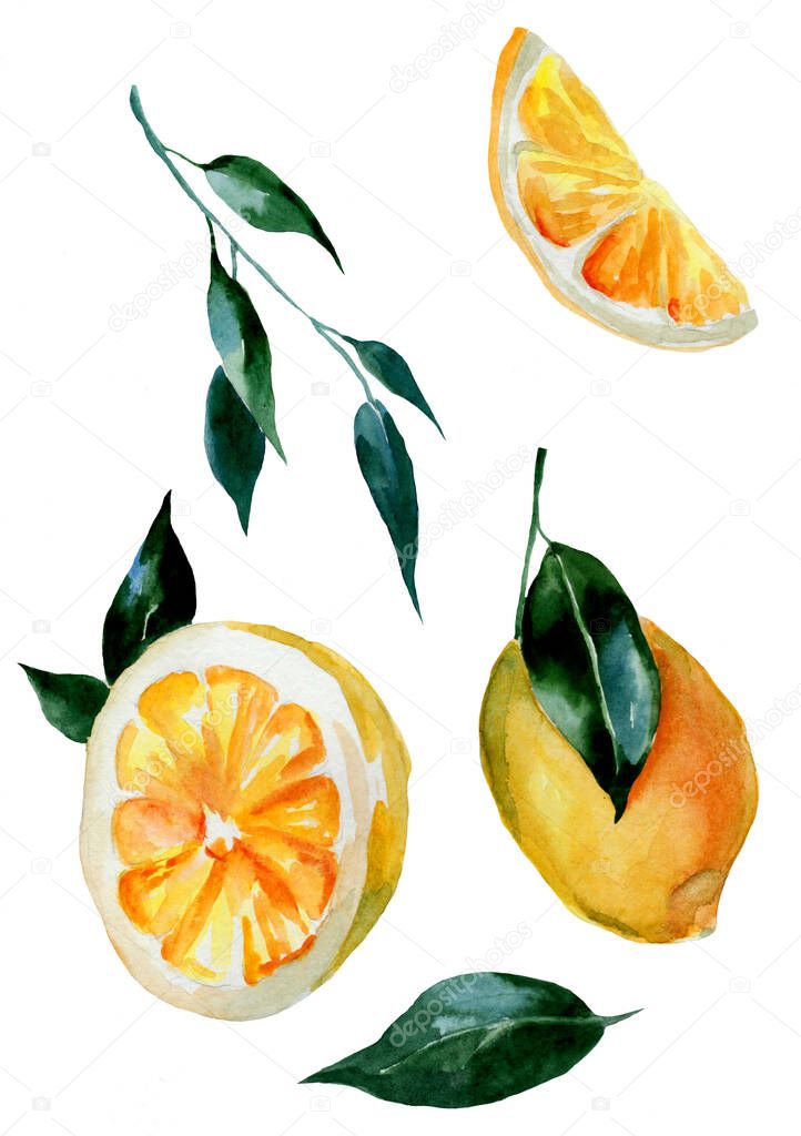 watercolor drawing of lemons on white background. Healthy eating. Vegetarian food. 