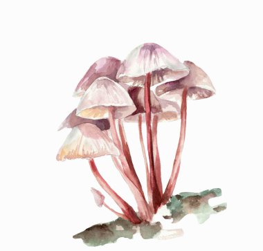 Beyaz arkaplanda mantar resmi