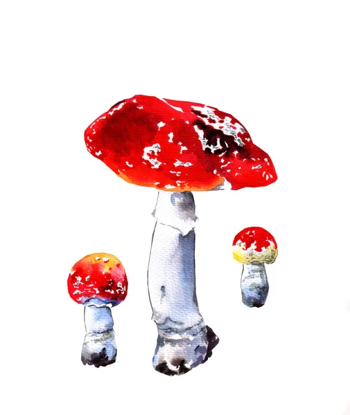 Disegni Acquerello Funghi Sfondo Bianco Piante Tossiche Velenose — Foto Stock