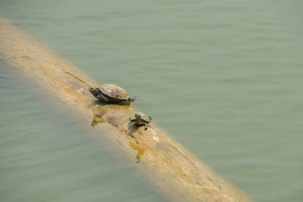 Schattige Kleine Schildpadden Zwevende Log Rivier — Stockfoto