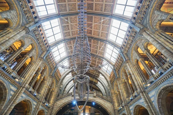 Hängendes Dinosaurierfossil National History Museum Aufgenommen London November 2017 — Stockfoto