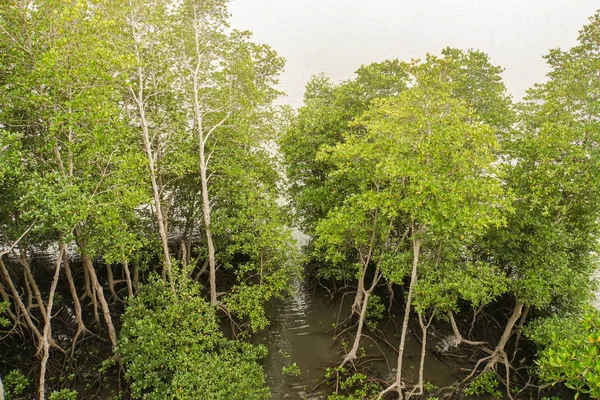 Mangrov Orman Tayland Işık Yeşil Ağaçların — Stok fotoğraf