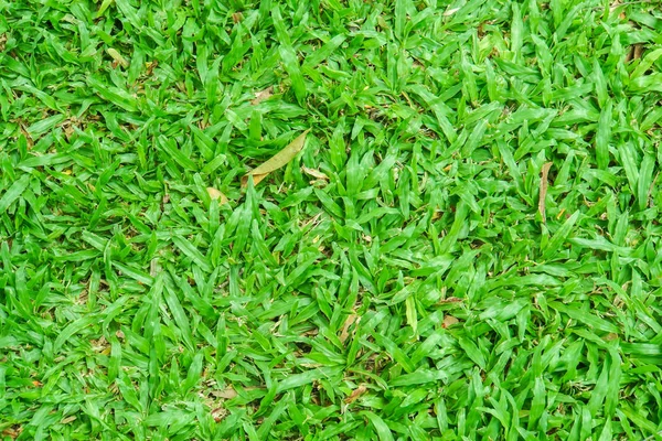 Top View Green Grass Lawn Yard Rainy Season Nature Background — Stock Photo, Image
