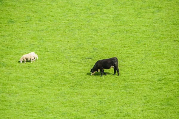 新西兰的清晨 奶牛和白色可爱的绵羊在绿地里放牧草 — 图库照片