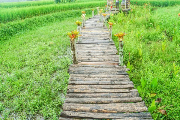 Detailní Záběr Dlouhý Dřevěný Most Homestay Zelená Rýžová Pole Pro — Stock fotografie